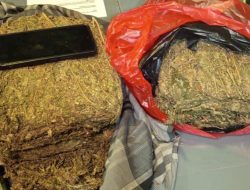 *Polda Metro Jaya Gagalkan Peredaran 4,3 Kg Ganja di Depok*